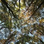 shallow focus photography of tall trees under blue sky at daytime